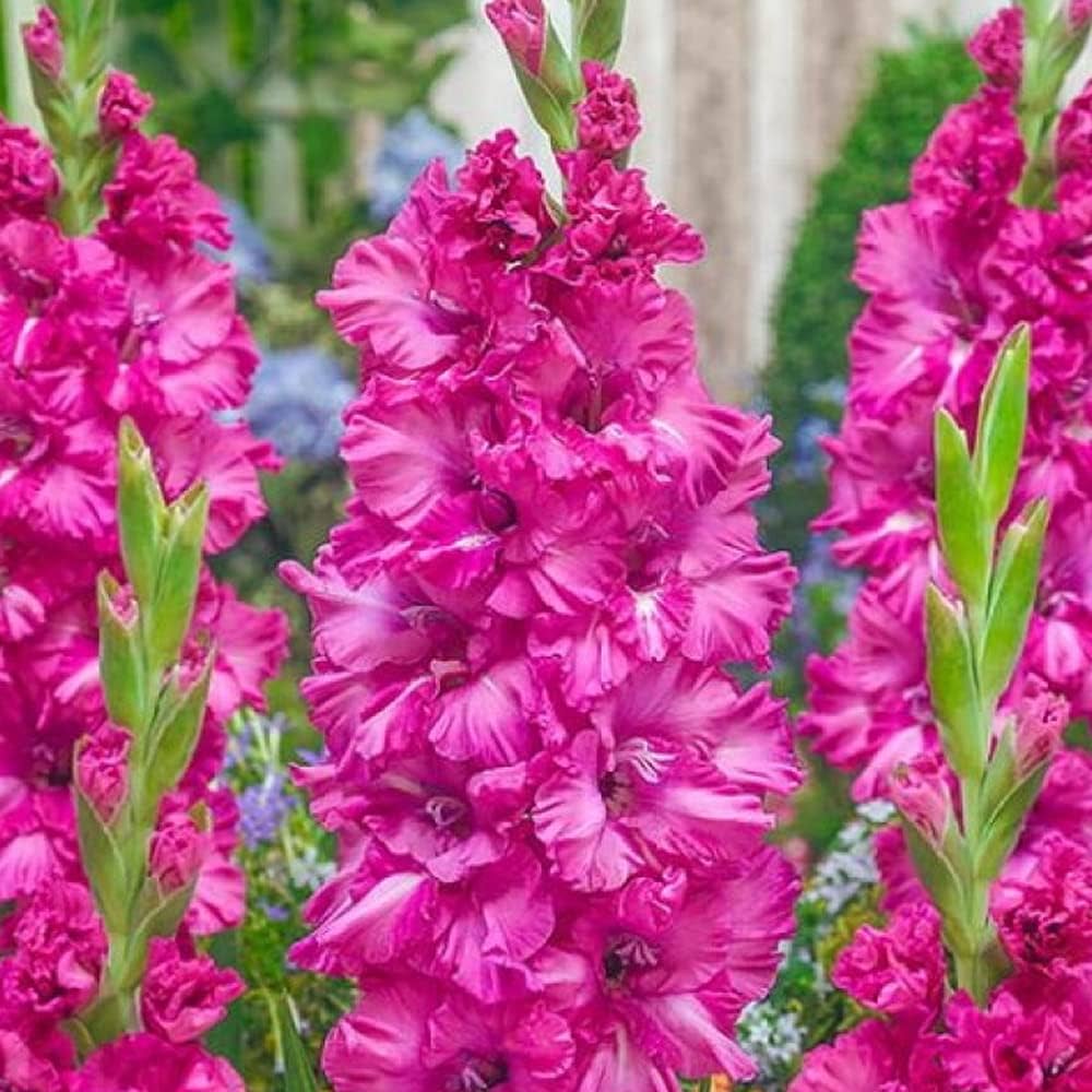 Non-GMO Dark Pink Gladiolus Seeds for Gardening