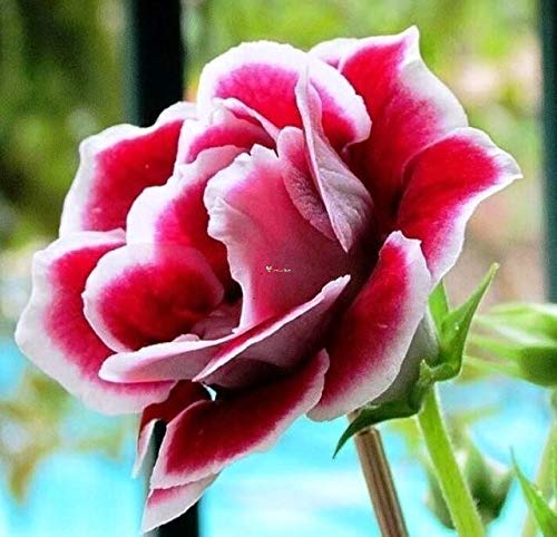 Premium Non-GMO Gloxinia Seeds