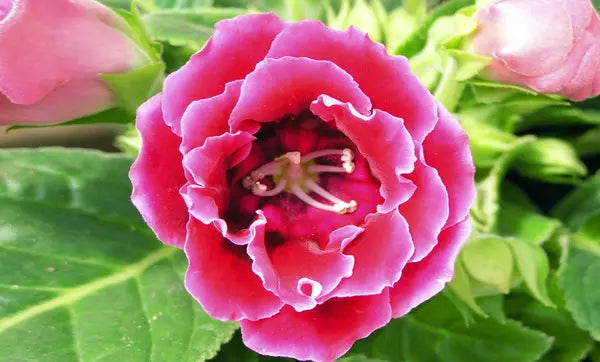 Premium Non-GMO Pink Gloxinia Seeds for Planting