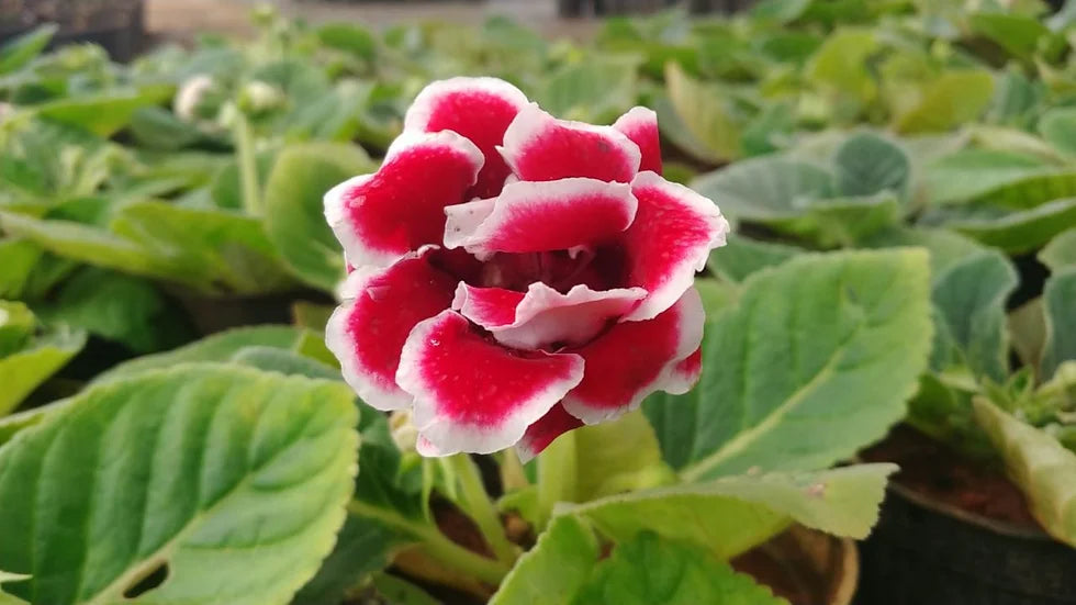 Non-GMO Red and White Gloxinia Seeds