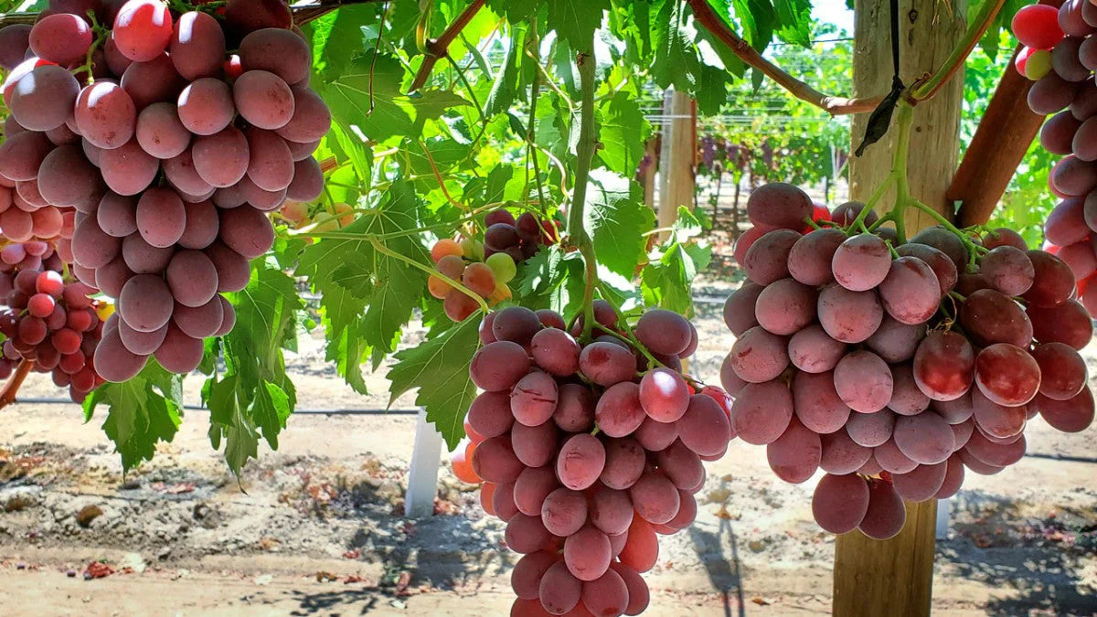 Non-GMO grape seeds for growing fruit-bearing vines
