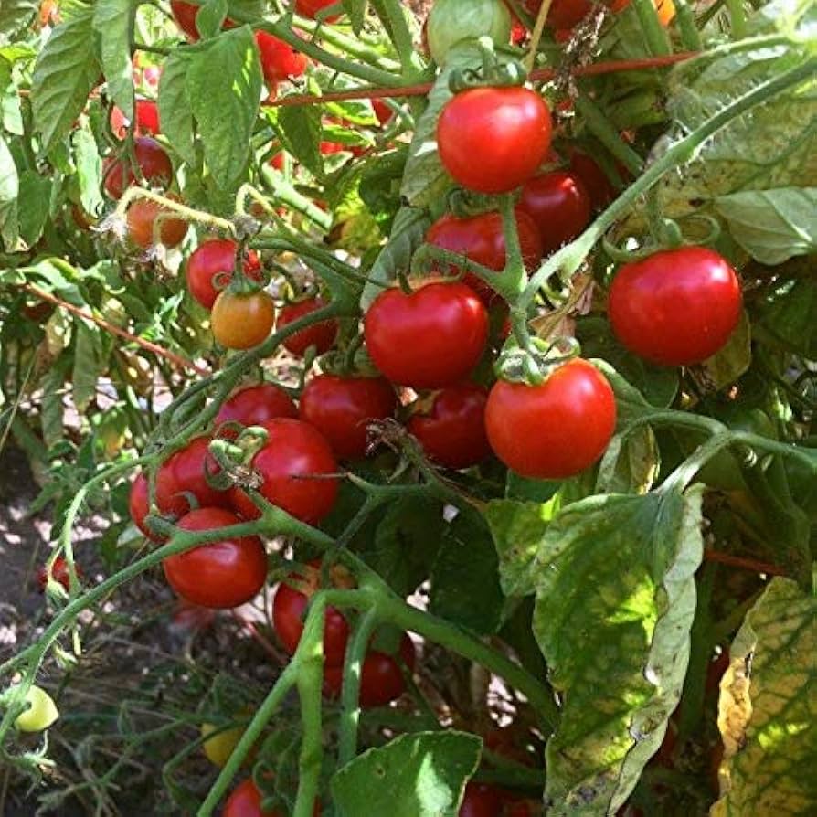 Non-GMO grape tomato seeds for planting