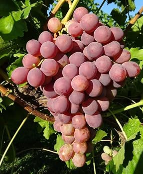 Non-GMO grape vine seeds Giant Red Globe variety