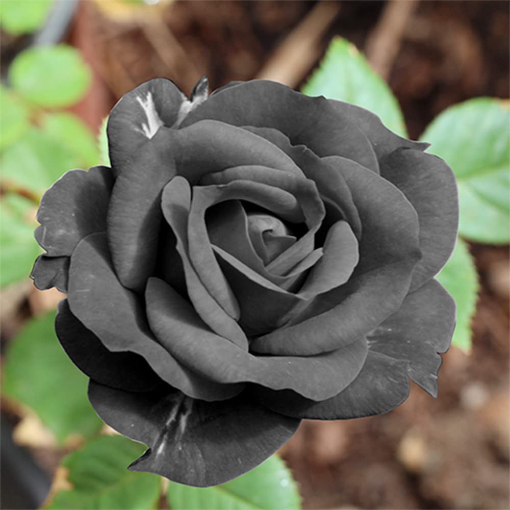 Non-GMO Rare Gray Rose Seeds for Home Gardening