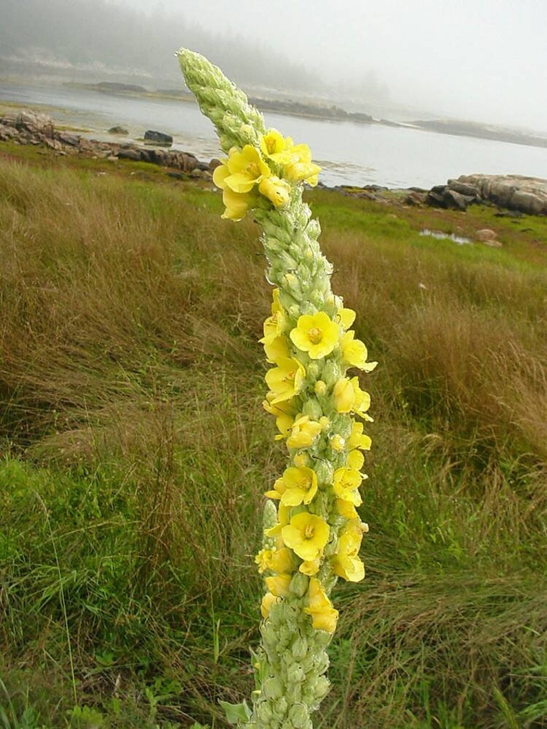 Non-GMO Great Mullein wildflower seeds for wildlife gardens
