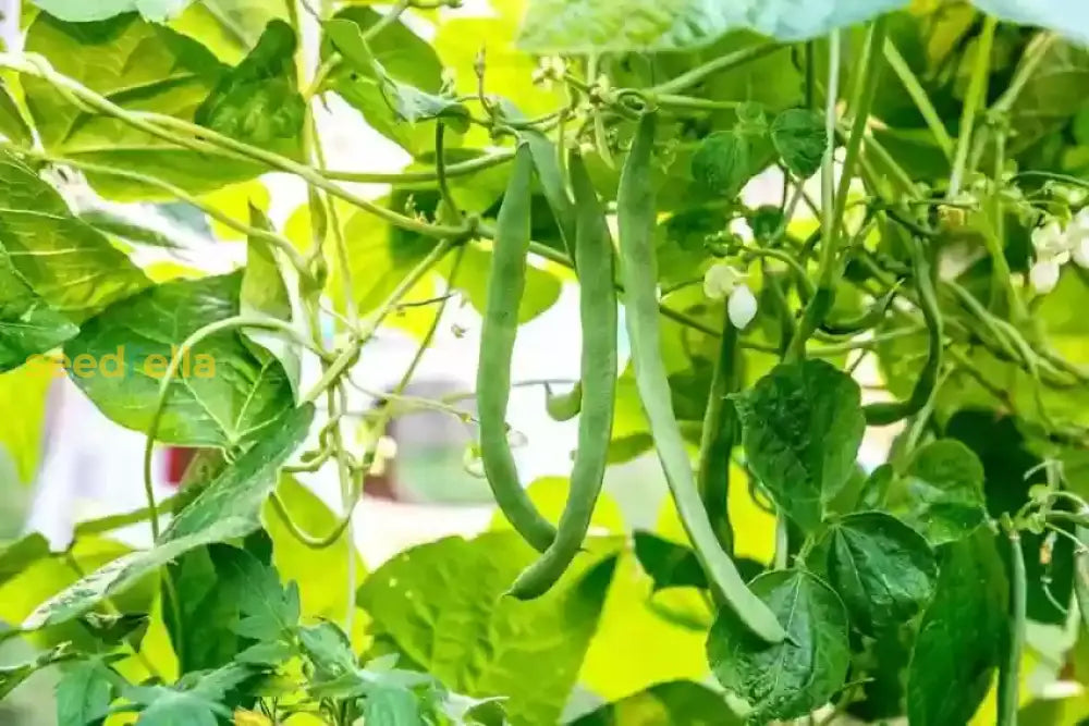 Non GMO Green Appaloosa Bean seeds for warm season gardening