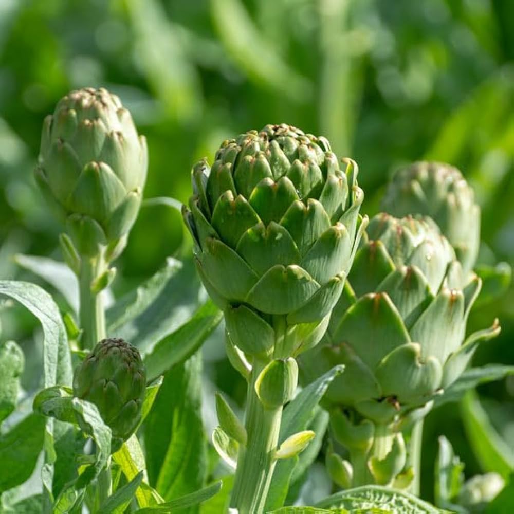 Non Gmo Green Artichoke Seeds