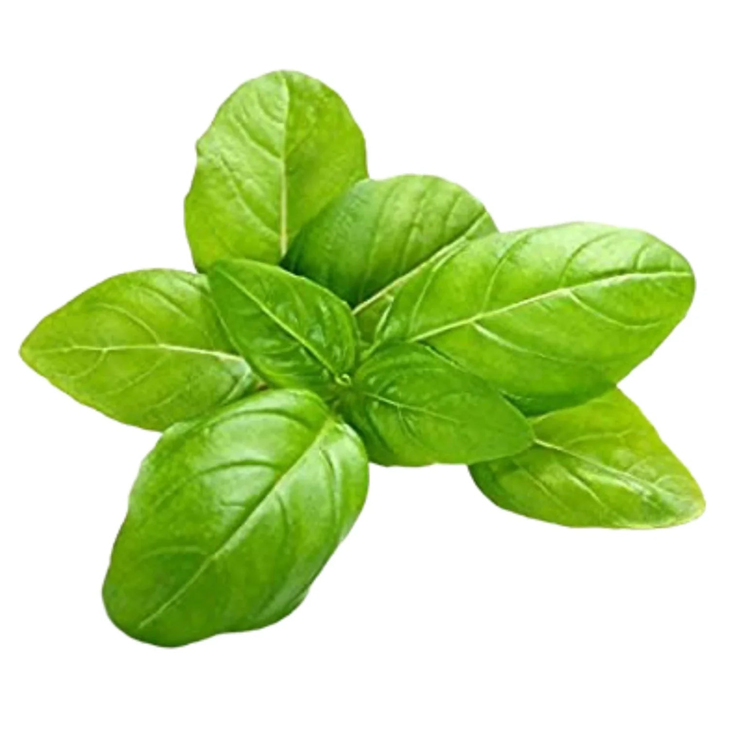 Non GMO green basil seeds