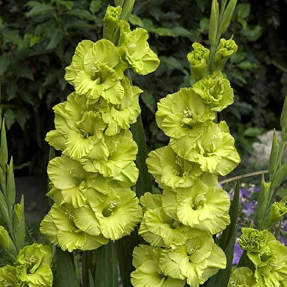 Non Gmo Green Gladiolus Seeds