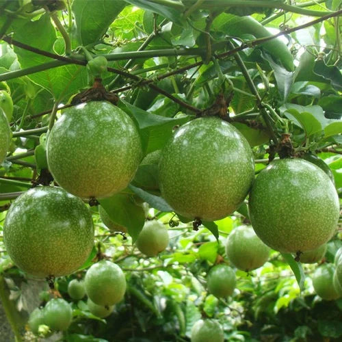 Non-GMO green passion fruit seeds for tropical garden planting