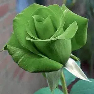 Non-GMO Green Rose Flower Seeds