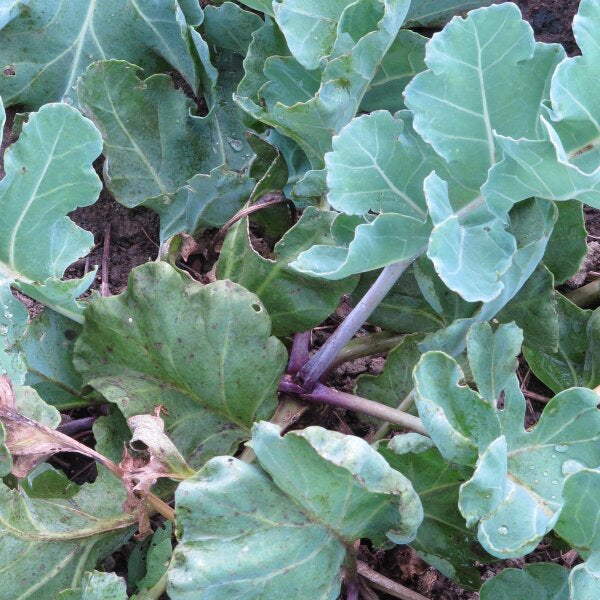 High germination Green Sea Kale seeds for gardening