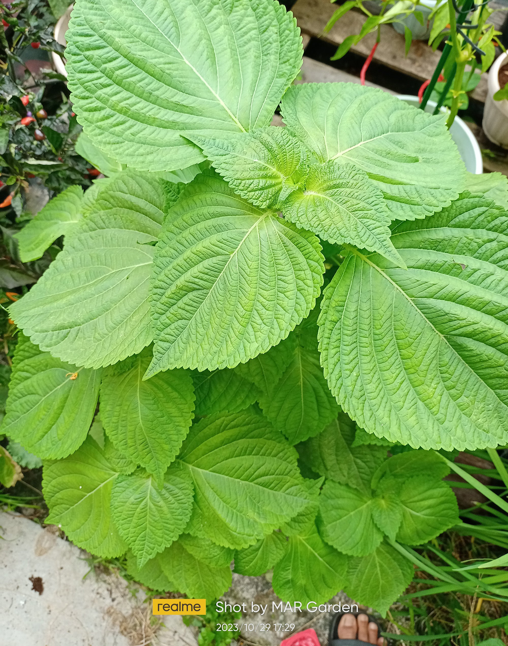 Non-GMO Green Shiso herb seeds for ornamental gardens
