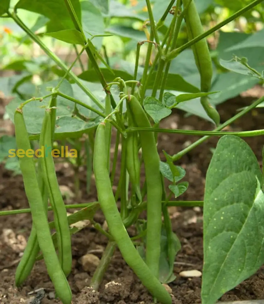 High germination Green Sieve Bean seeds