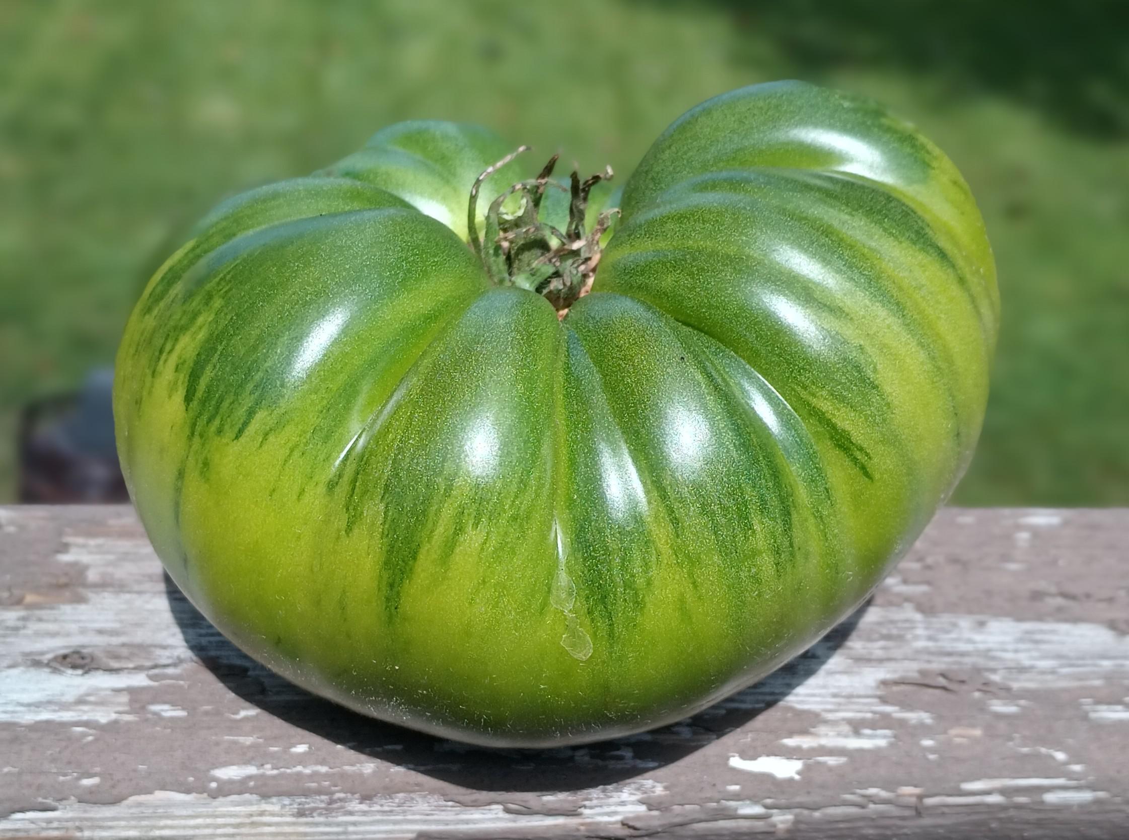 Non-GMO Rubys German Green-Pomodoro seeds