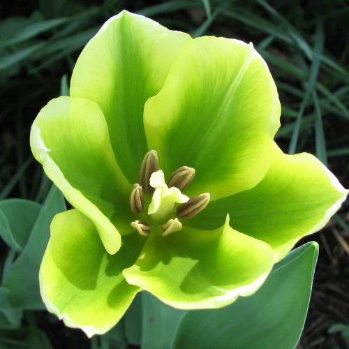 Non-GMO Green Tulip Seeds for Gardening