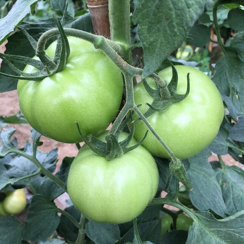 Non GMO green and white tomato seeds