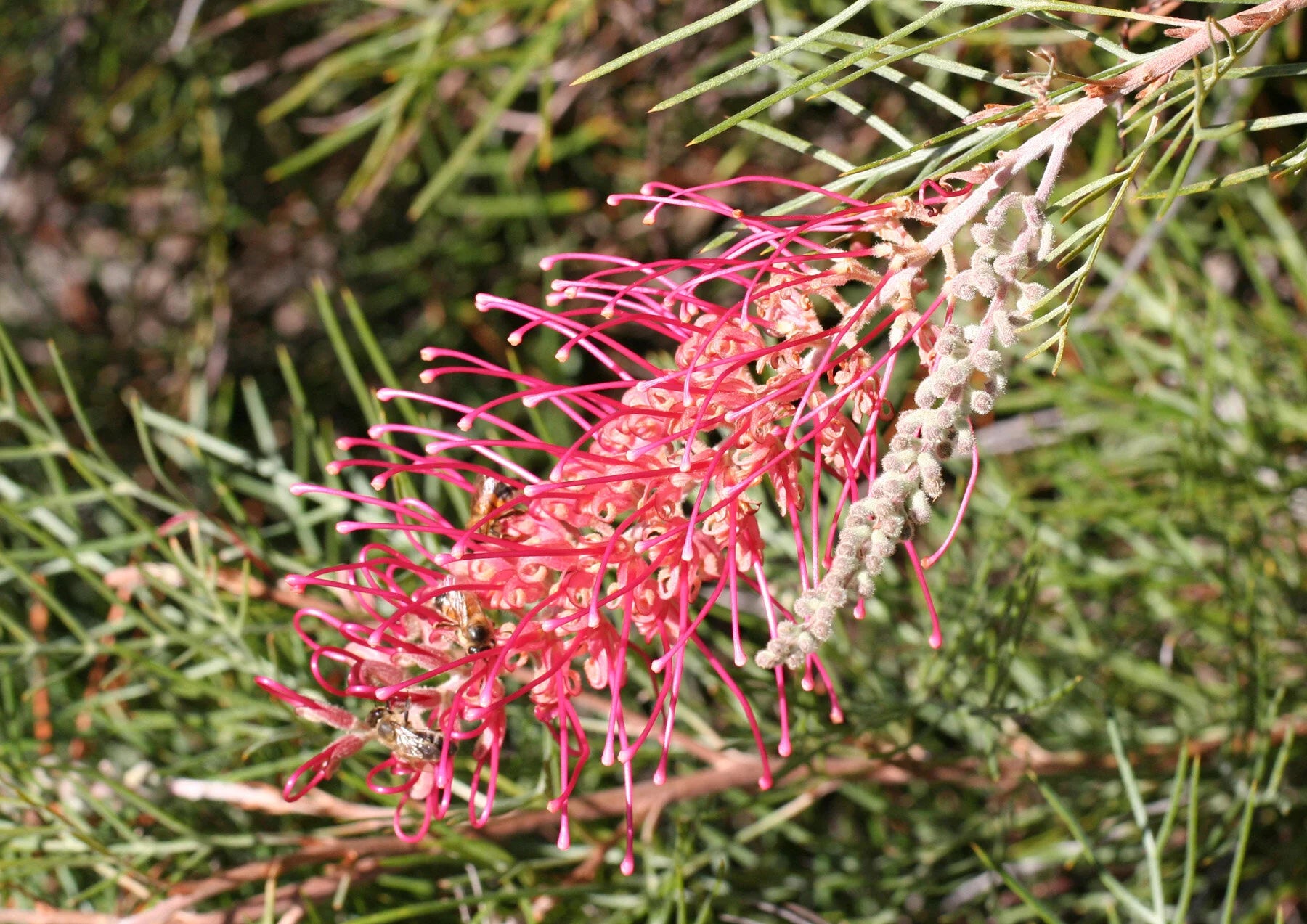 Non-GMO Grevillea Robusta Seeds