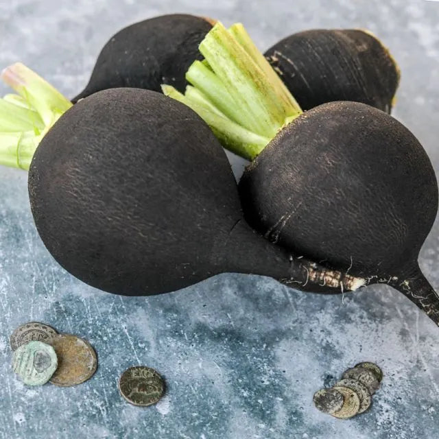 Non GMO grey radish vegetable seeds