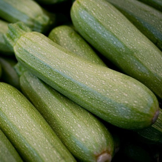 Non GMO grey zucchini seeds