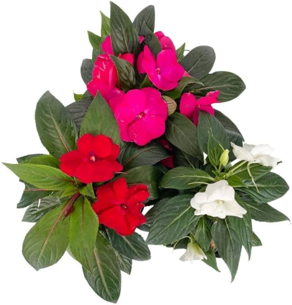 Non-GMO Guinea Mix Flower Seeds