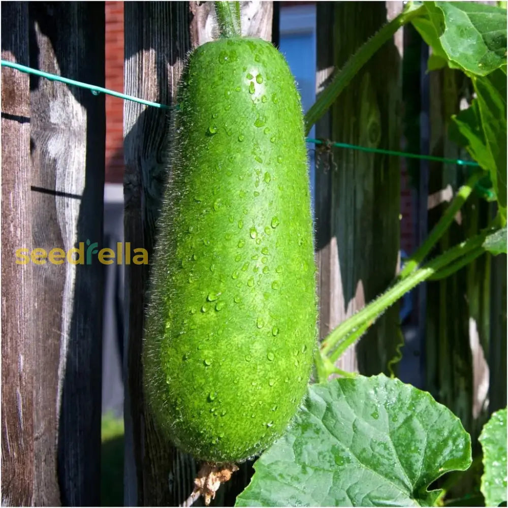 Non GMO hairy gourd seeds