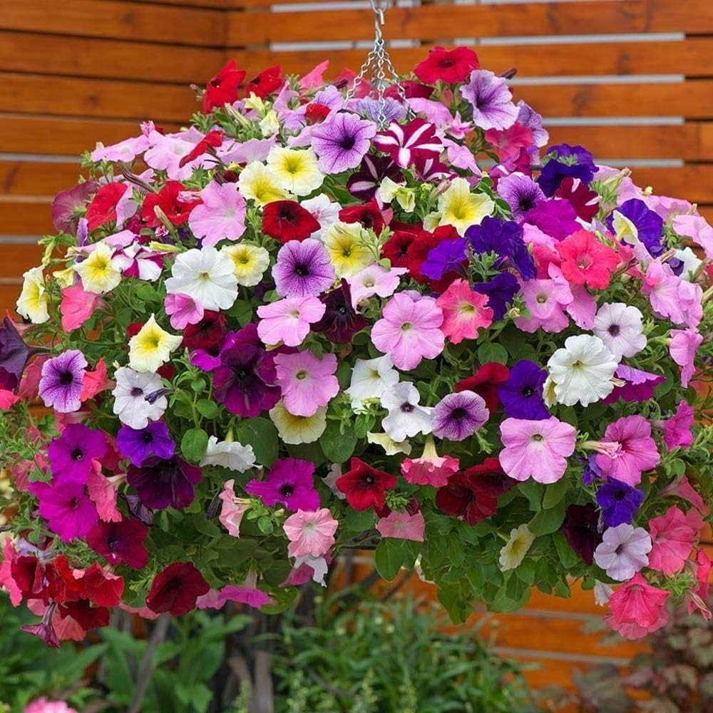 Non-GMO Hanging Petunia Seeds for Garden Planting