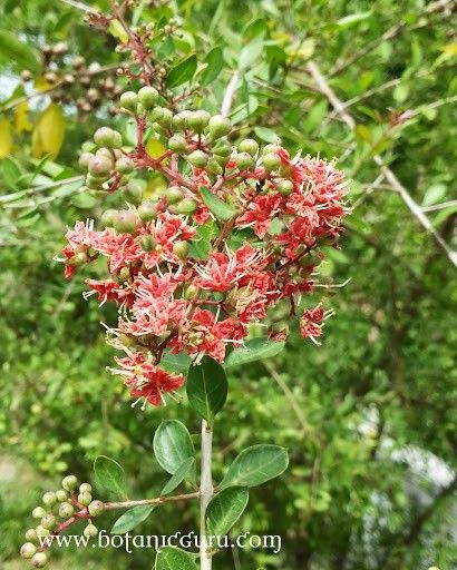 Non GMO Henna plant seeds