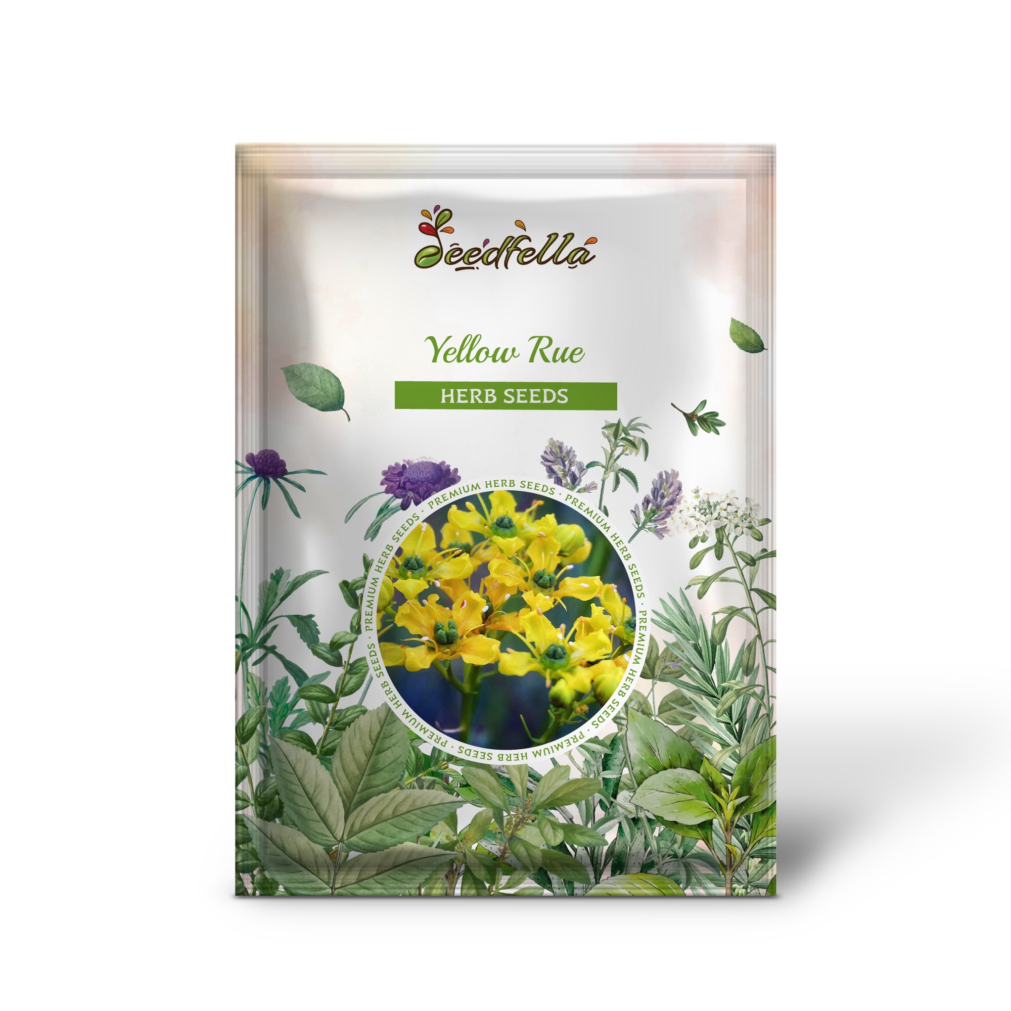 Non GMO Yellow Rue seedlings emerging from soil