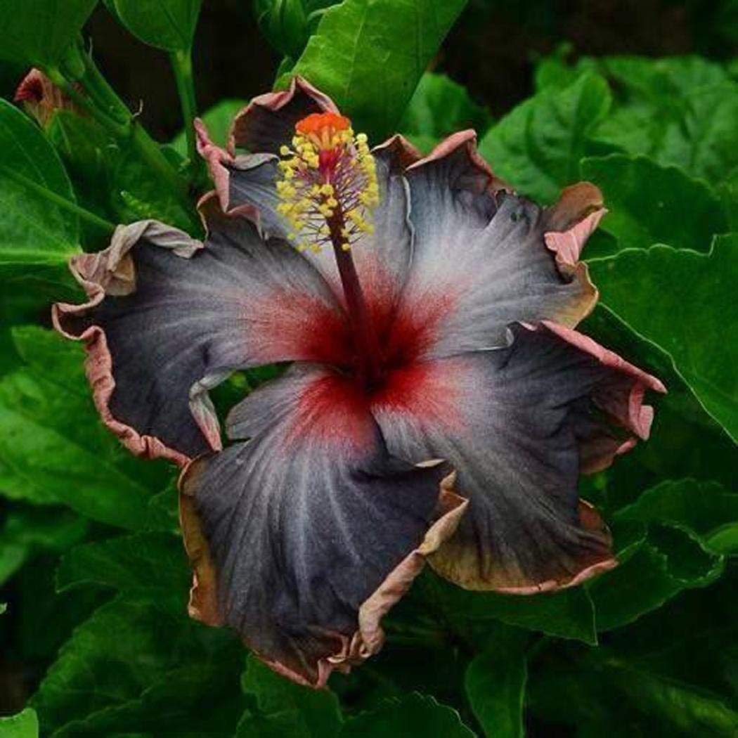 Non-GMO Dark Purple Hibiscus Seeds for Gardening