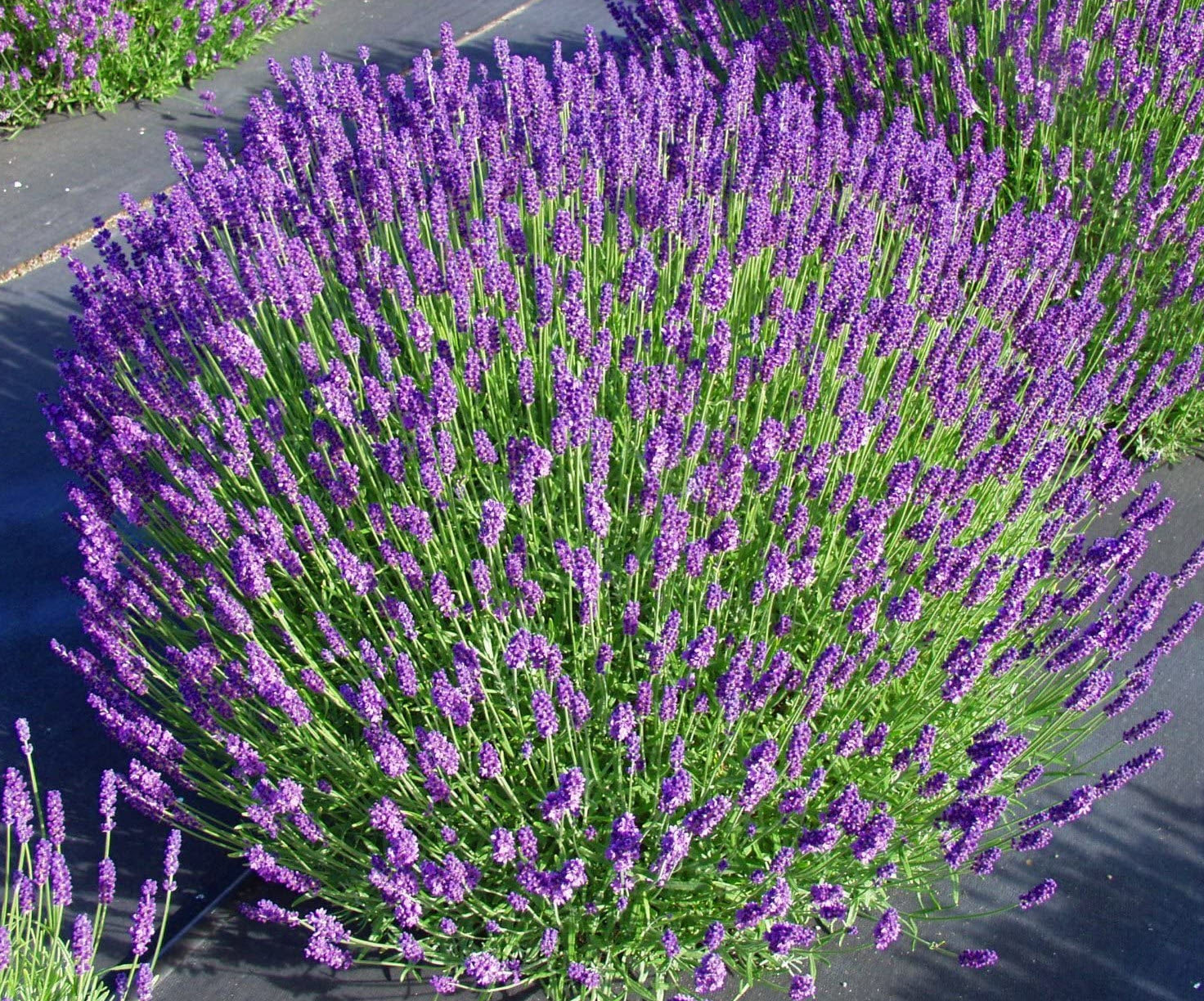 Non-GMO Hidcote Lavender flower seeds for dry gardens
