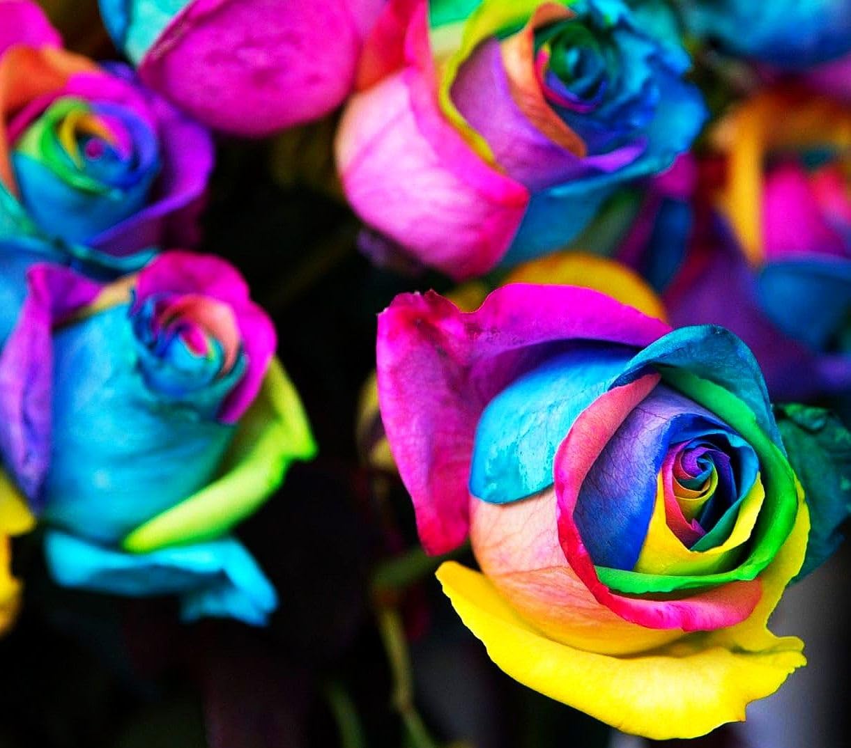 Premium Non-GMO Holland Rose Seeds