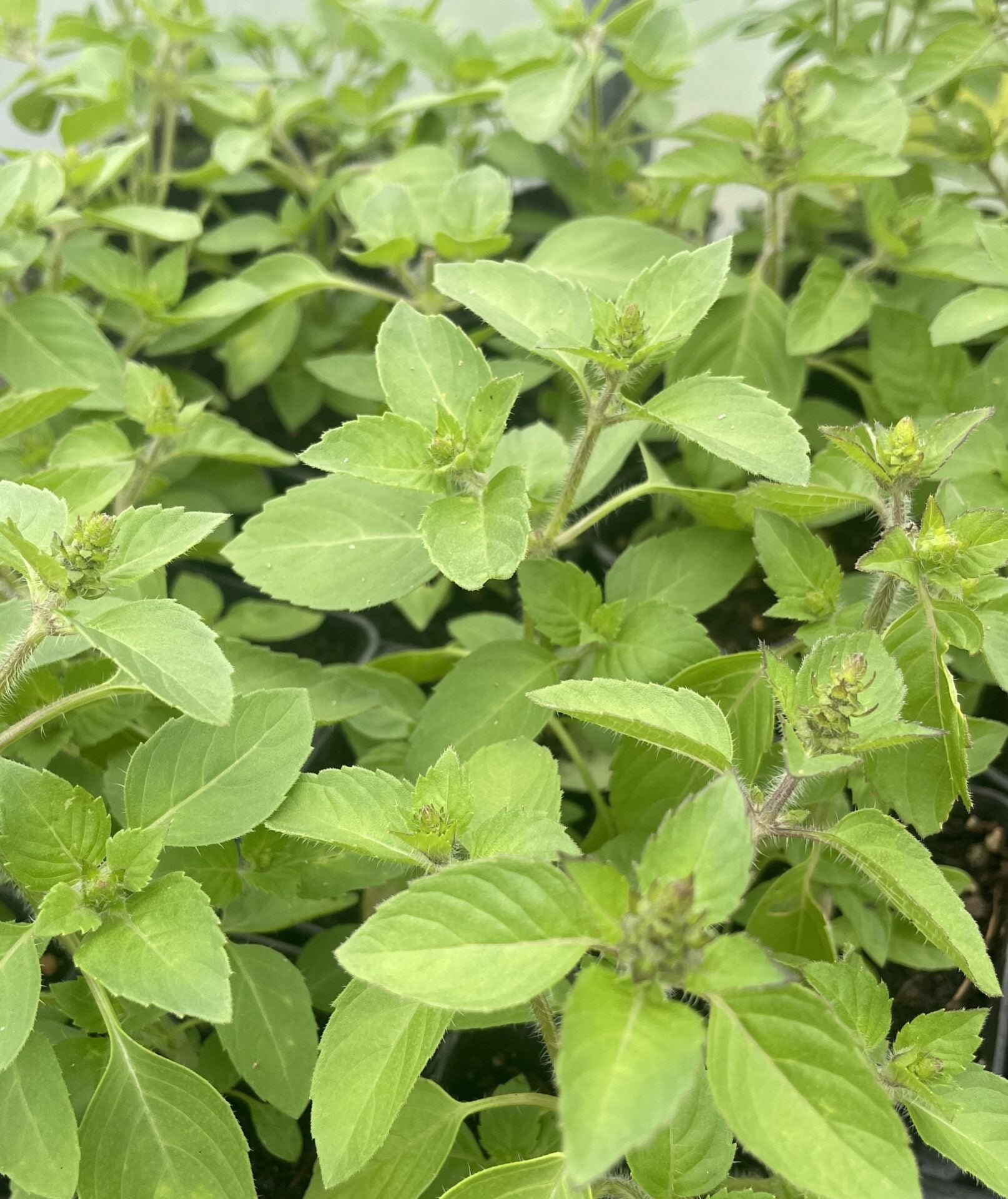 Non-GMO Holy Basil seeds for ornamental herb gardens