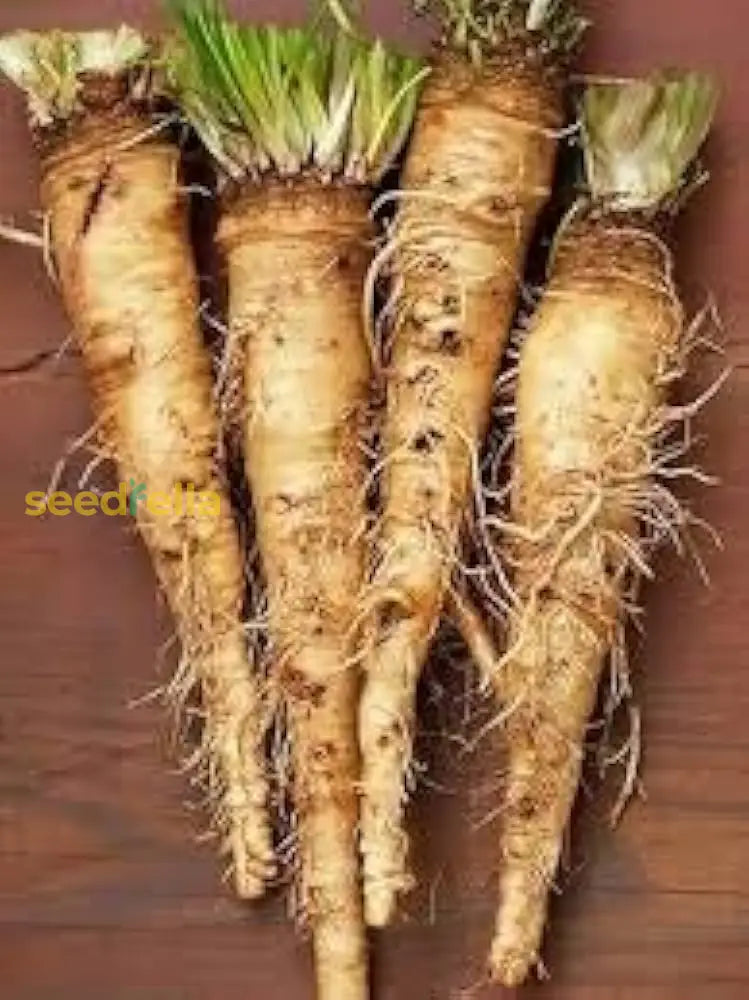 Non-GMO horseradish plant seeds for ornamental gardens