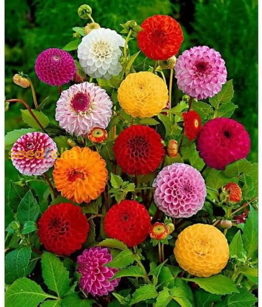 Non-GMO Howden Dahlia Flower Seeds