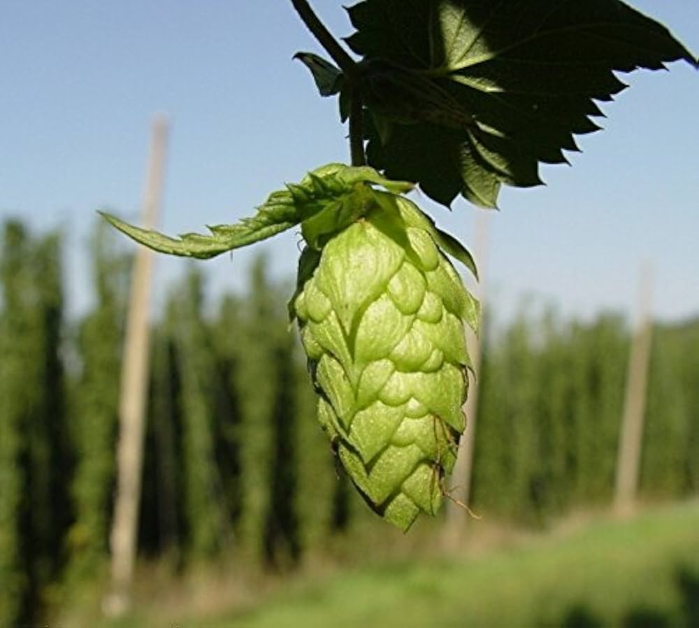 Non Gmo Humulus Lupulus Seeds