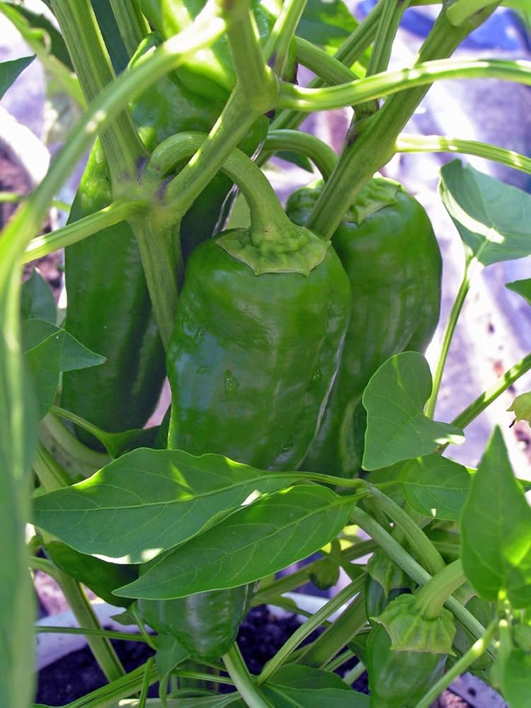 Non-GMO Italian Sweet Pepper seeds