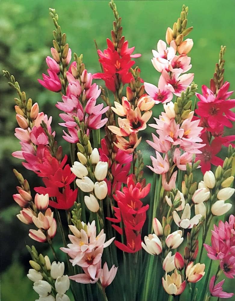 Ixia Color Ixia Seeds – Ixia Flower Seeds for Planting Vibrant Garden Blooms