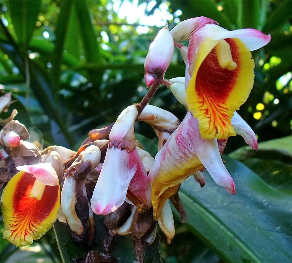 Non GMO Kat Ginger seeds