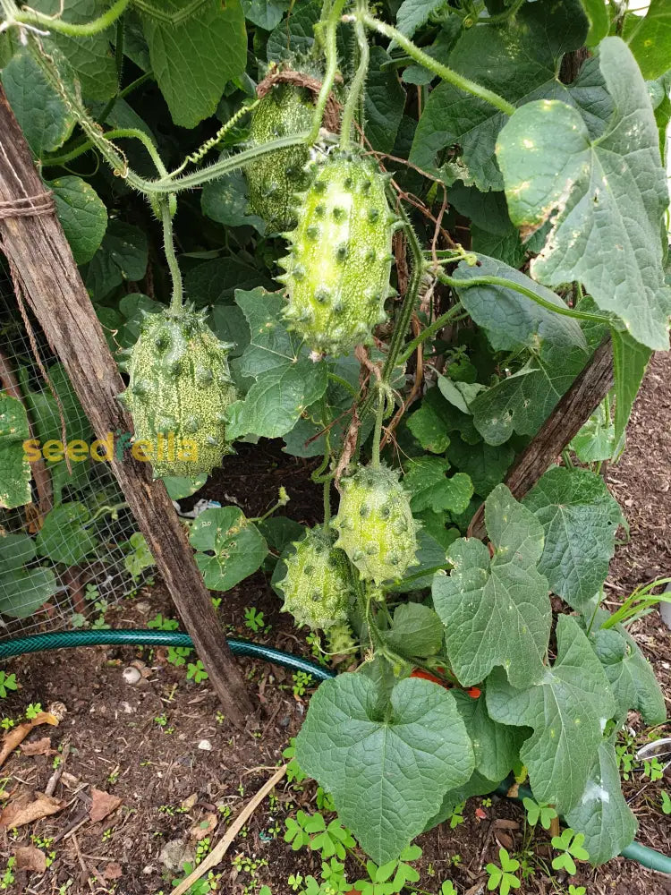 Non GMO Kiwano horned melon seeds for easy planting