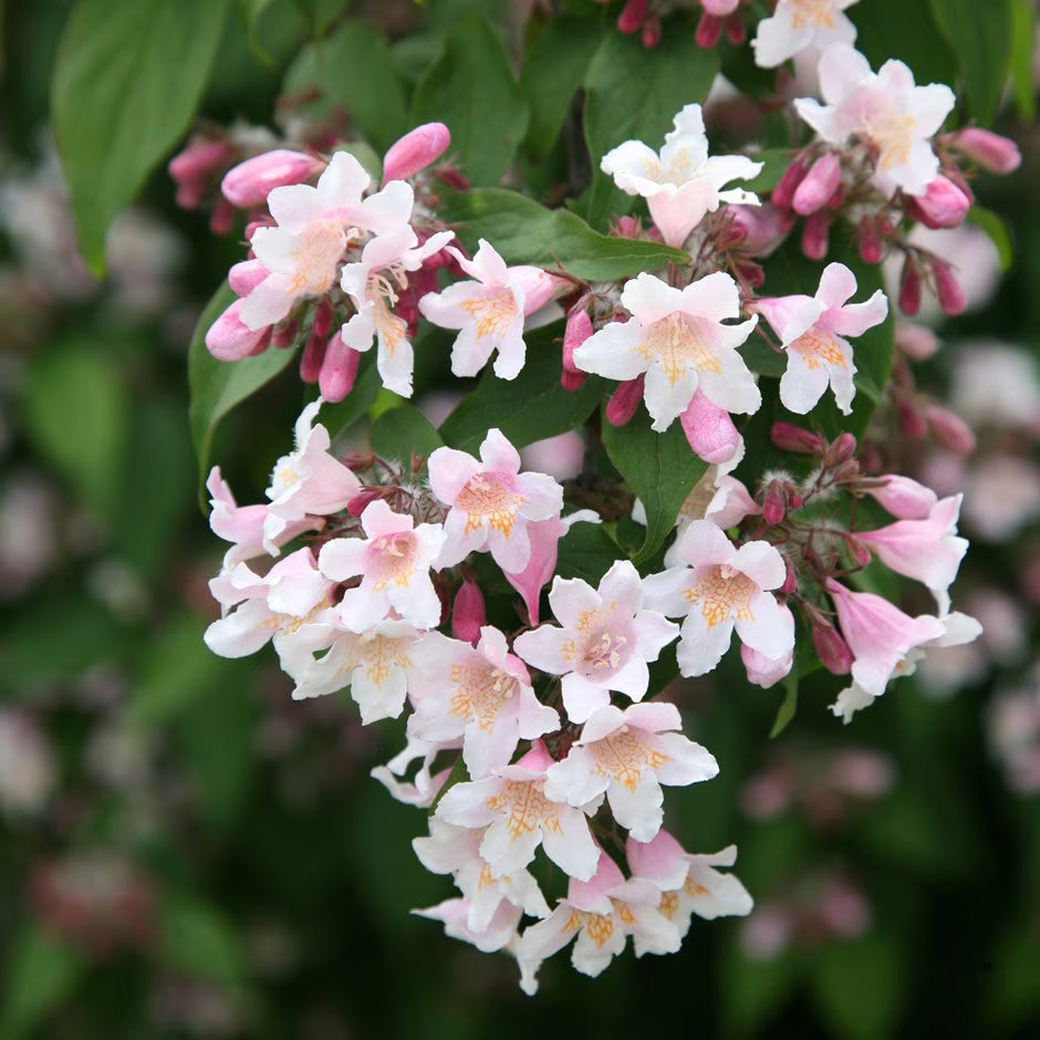 White Kolkwitzia Flowers Blooming in Outdoor Garden