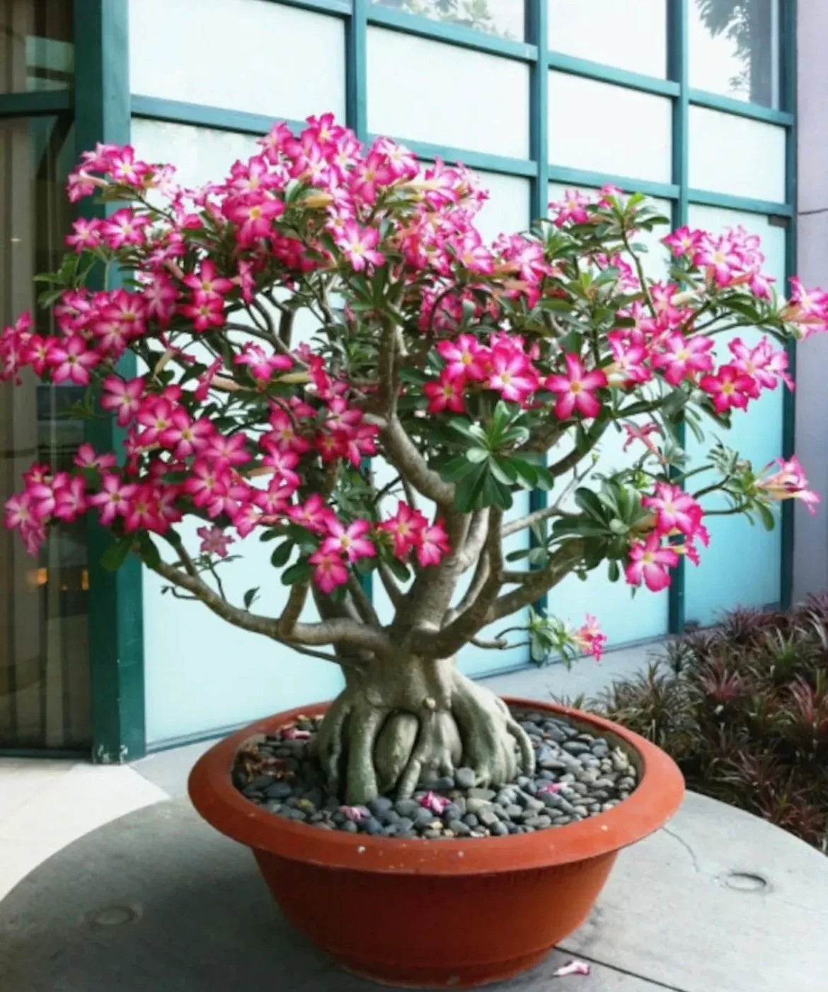 Non-GMO Lady Favorite Bonsai Rose Seeds