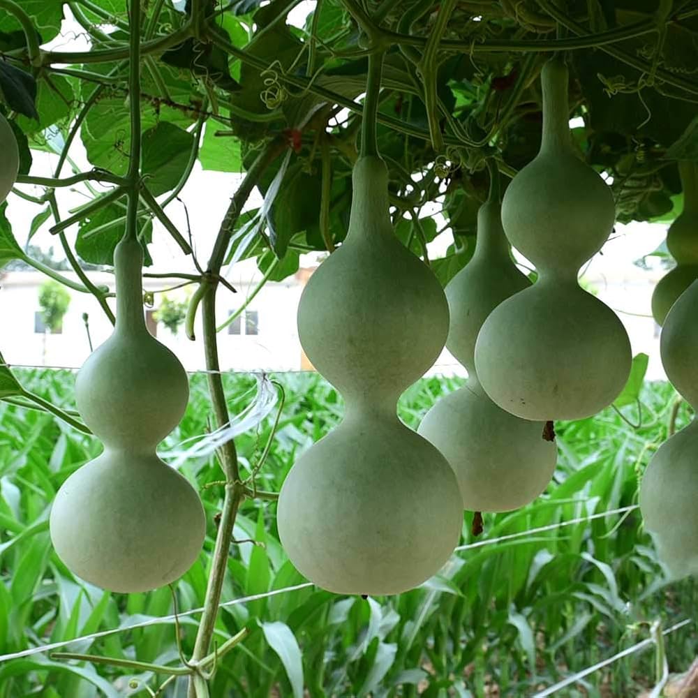 Non-GMO Lagenaria Pumpkin seeds for home garden