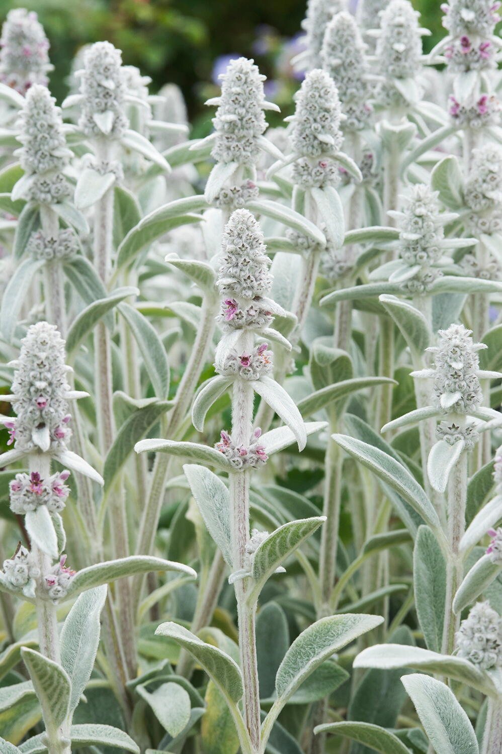 Non-GMO Lamb’s Ear seeds producing lavender flower spikes