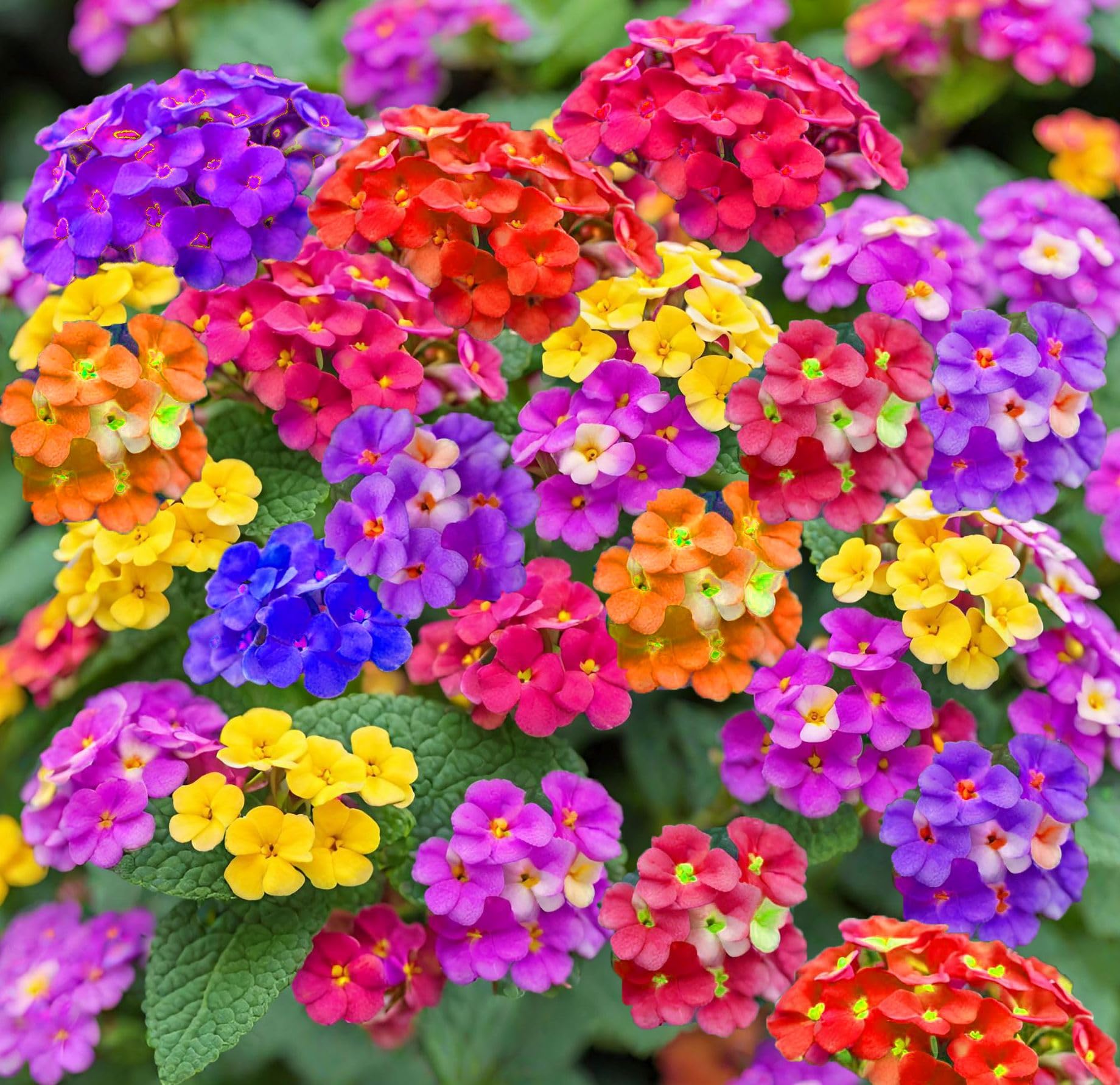 Non Gmo Lantana Mixed Seeds