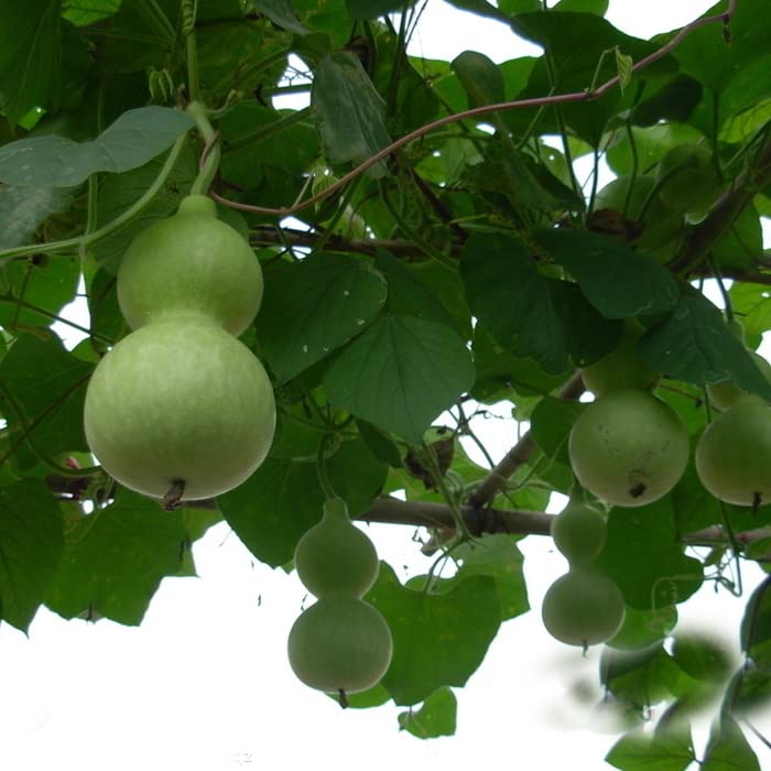 Non-GMO Large Bottle Gourd seeds