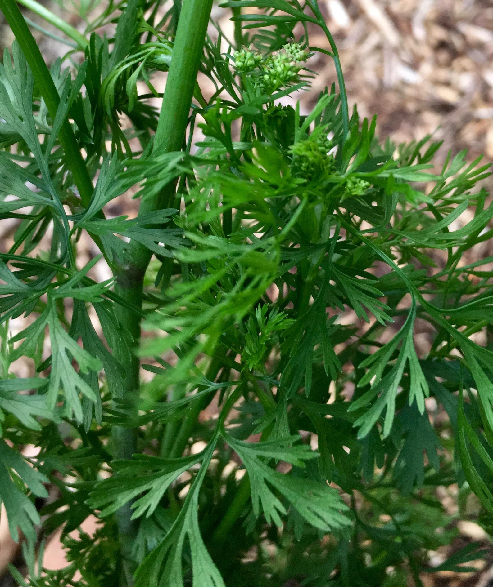Non-GMO Large Leaf Cilantro seeds for decorative gardens