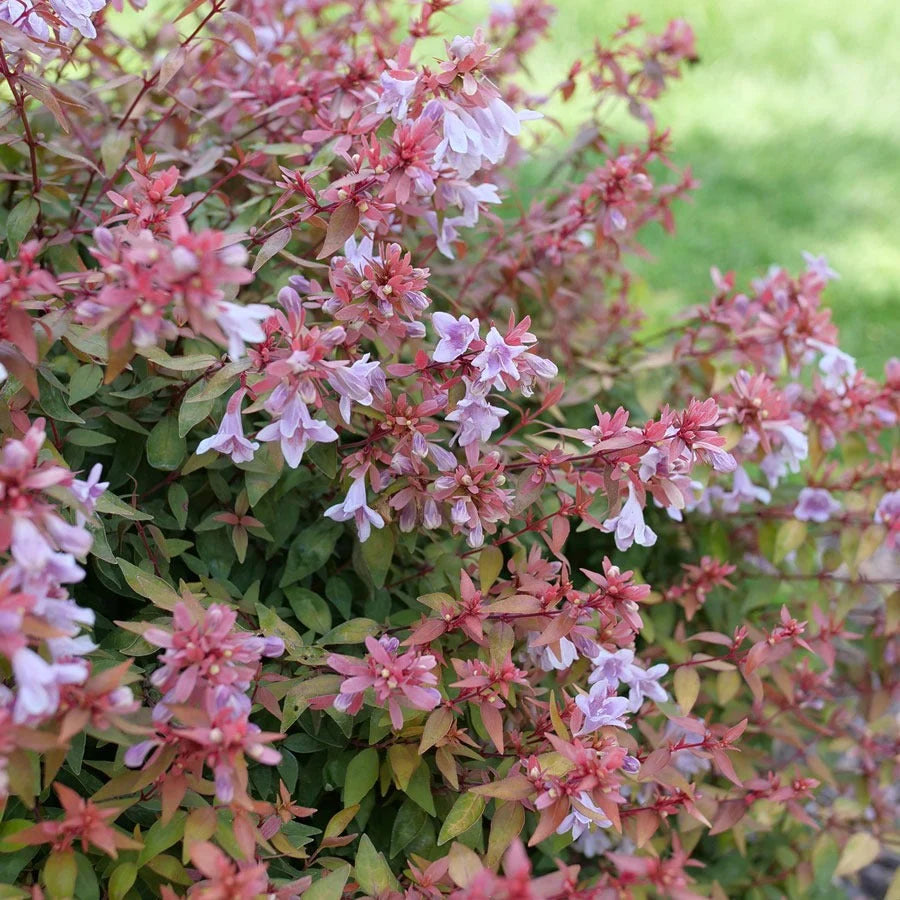 Non-GMO Lavender Abelia Flower Seeds