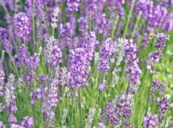 Non-GMO English Lavender flower seeds for gardens