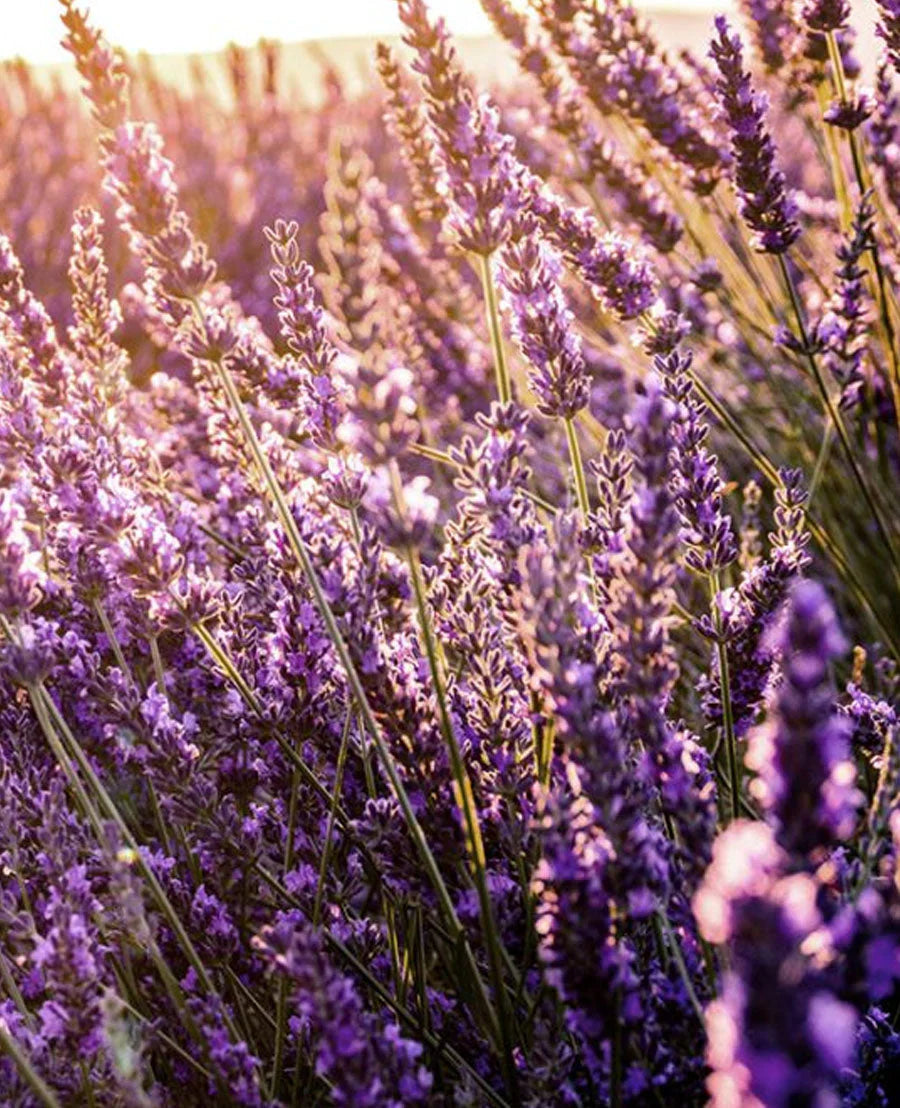 Non-GMO Lavender Flower Seeds